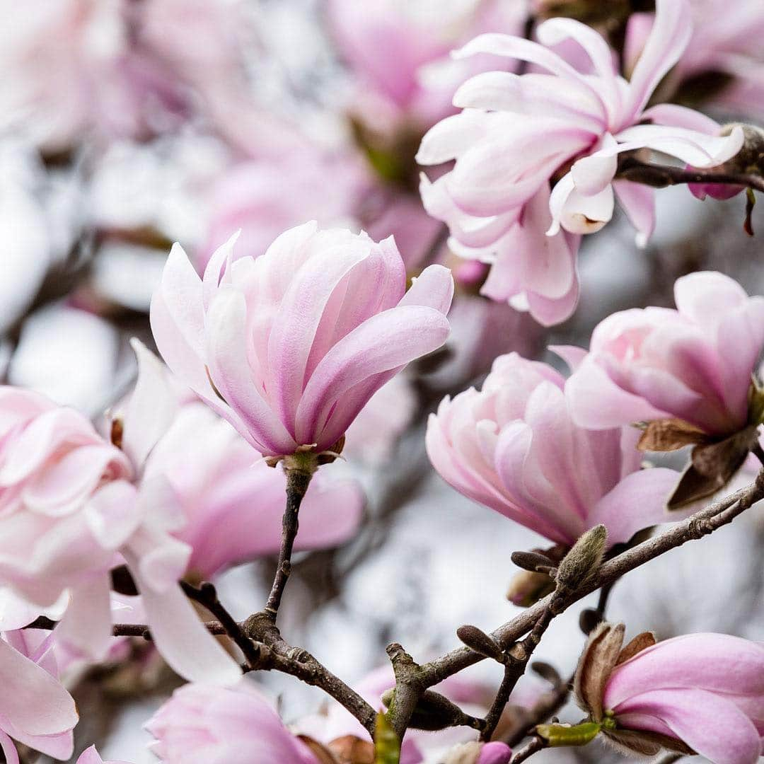 ニューヨーク植物園さんのインスタグラム写真 - (ニューヨーク植物園Instagram)「Things in our historic Magnolia Collection are moving fast thanks to yesterday’s 70-degree temps. The saucer #magnolias should pop soon, and the star and Kobus magnolias have burst into full, glorious flower. Moderate weather for the rest of the week means these spring icons should hold their color and be perfect for this weekend, so stave off FOMO by getting to NYBG ASAP.」4月10日 5時16分 - nybg