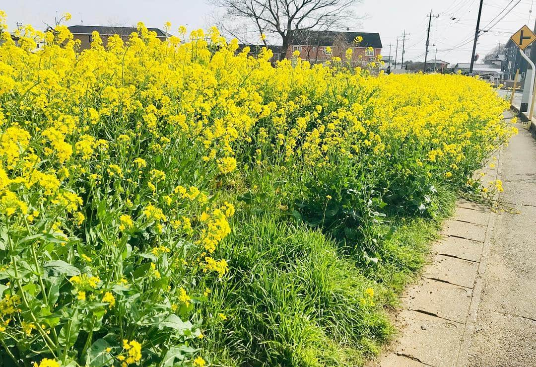 有働文子さんのインスタグラム写真 - (有働文子Instagram)「この時期は、桜に眼を奪われがちだけど、菜の花も好き✨黄色の絨毯に、真っ白なモンシロチョウが飛んでます🦋 #菜の花 #春爛漫 #桜との共演も #黄色の絨毯 #モンシロチョウ飛んでた #春 #黄色はげんきいろ #菜の花ばたけ」4月10日 5時49分 - udou_fumiko