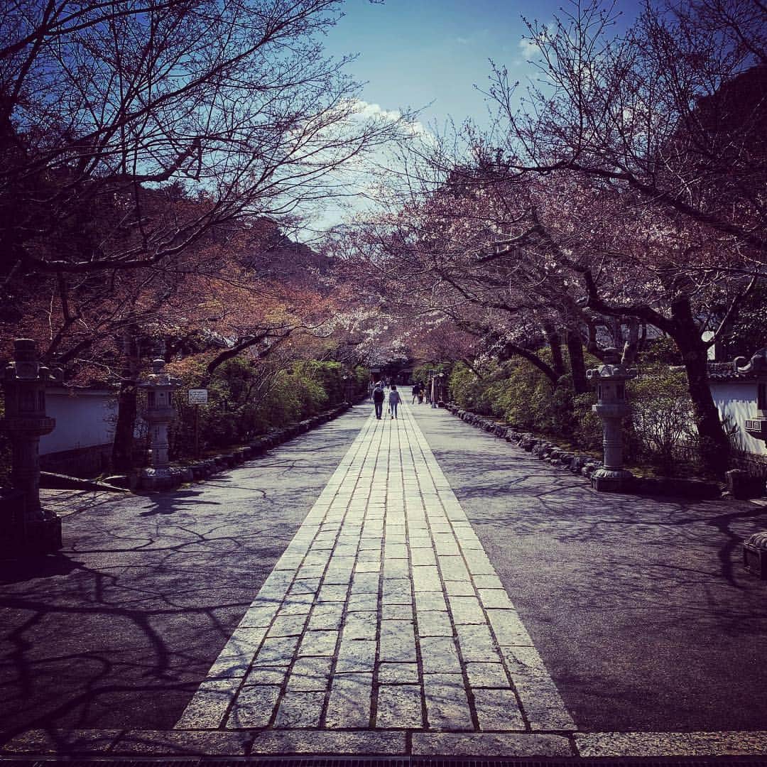 石田昌宏さんのインスタグラム写真 - (石田昌宏Instagram)「道。  #unknownjapan #桜」4月10日 5時54分 - masahiro_ishida_