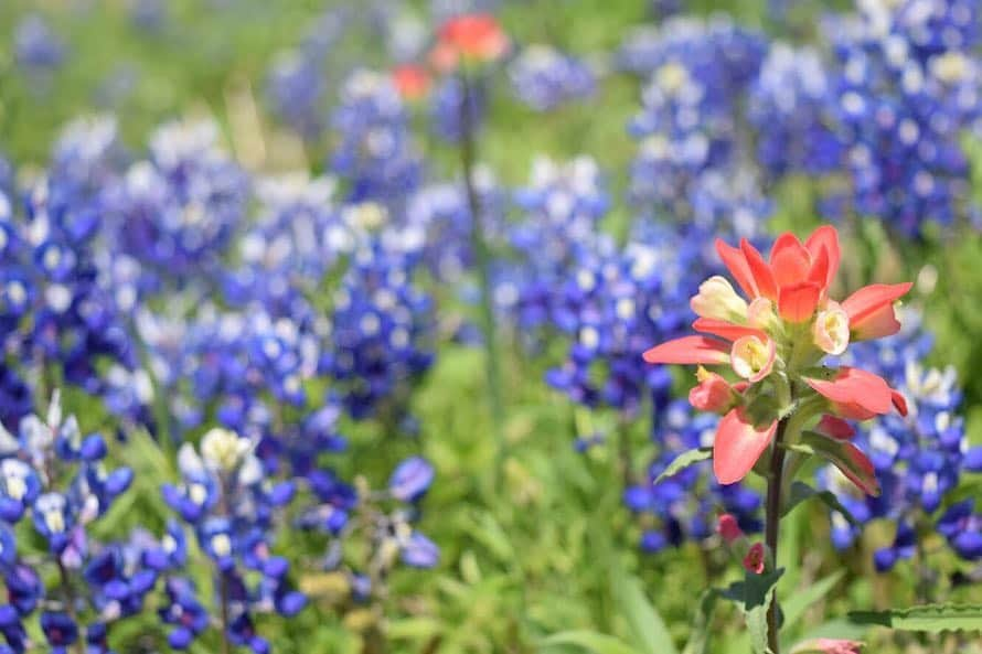 ブルックリー・ハンさんのインスタグラム写真 - (ブルックリー・ハンInstagram)「Is it really spring in Texas unless you have seen some bluebonnets? #ennisbluebonnets19 #nikonusa #bluebonnets #visittexas #traveltexas #texastodo」4月10日 6時00分 - brookleeh95