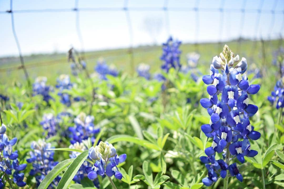 ブルックリー・ハンさんのインスタグラム写真 - (ブルックリー・ハンInstagram)「Is it really spring in Texas unless you have seen some bluebonnets? #ennisbluebonnets19 #nikonusa #bluebonnets #visittexas #traveltexas #texastodo」4月10日 6時00分 - brookleeh95