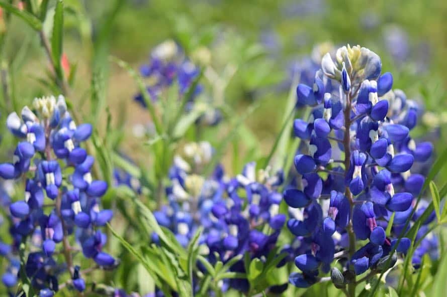 ブルックリー・ハンさんのインスタグラム写真 - (ブルックリー・ハンInstagram)「Is it really spring in Texas unless you have seen some bluebonnets? #ennisbluebonnets19 #nikonusa #bluebonnets #visittexas #traveltexas #texastodo」4月10日 6時00分 - brookleeh95