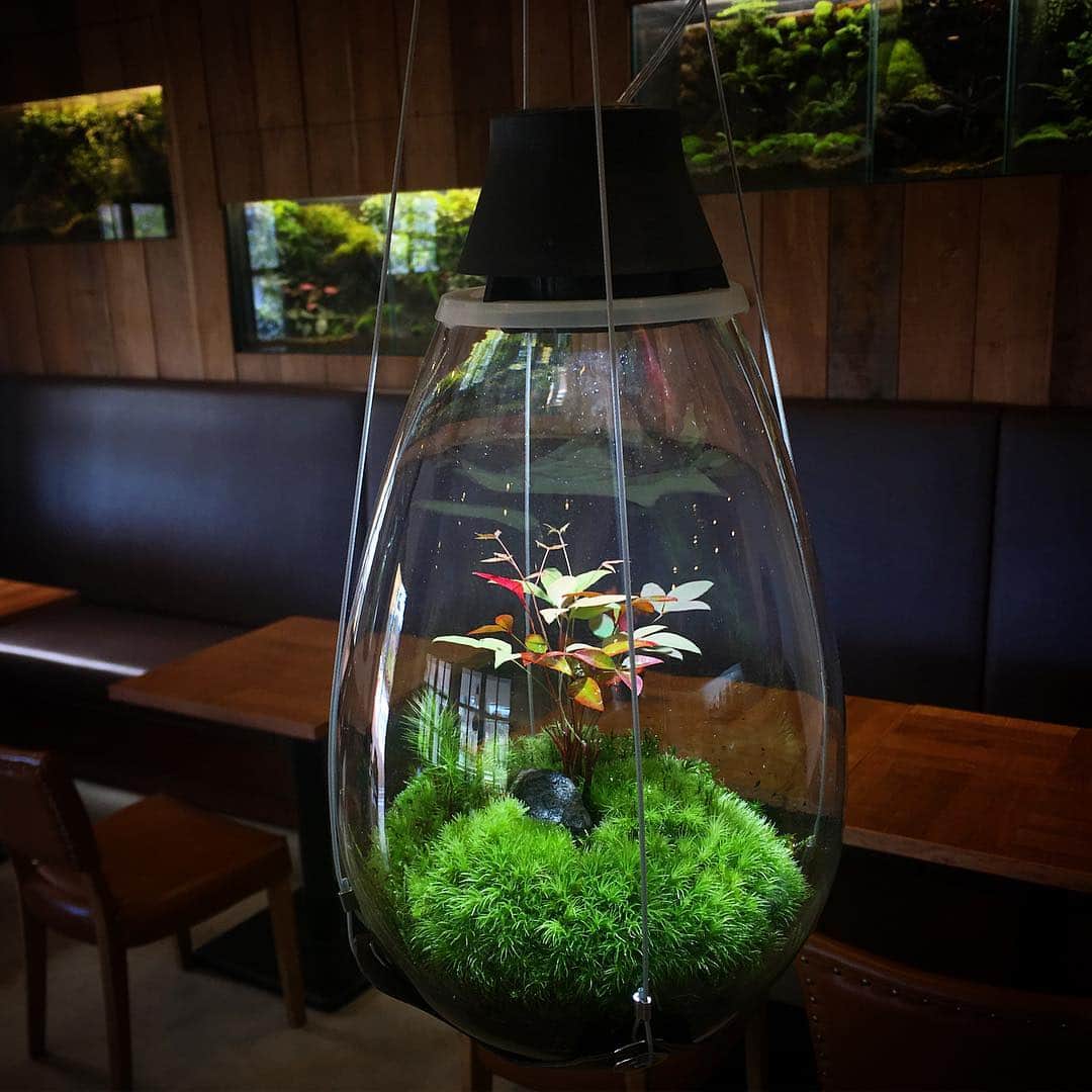 Mosslight-LEDさんのインスタグラム写真 - (Mosslight-LEDInstagram)「宝塚 パルコジョキ 陽春園 #mosslight#モスライト#苔#コケ#mossa#moss#terrarium #テラリウム#indoorgreen#plants#コケテラリウム#mossterrarium#mossarium#照明器具#lightingfixture#コケあかり#LED照明付テラリウム#陽春園#パルコジョキ#mosslightlife」4月10日 6時04分 - mosslight1955