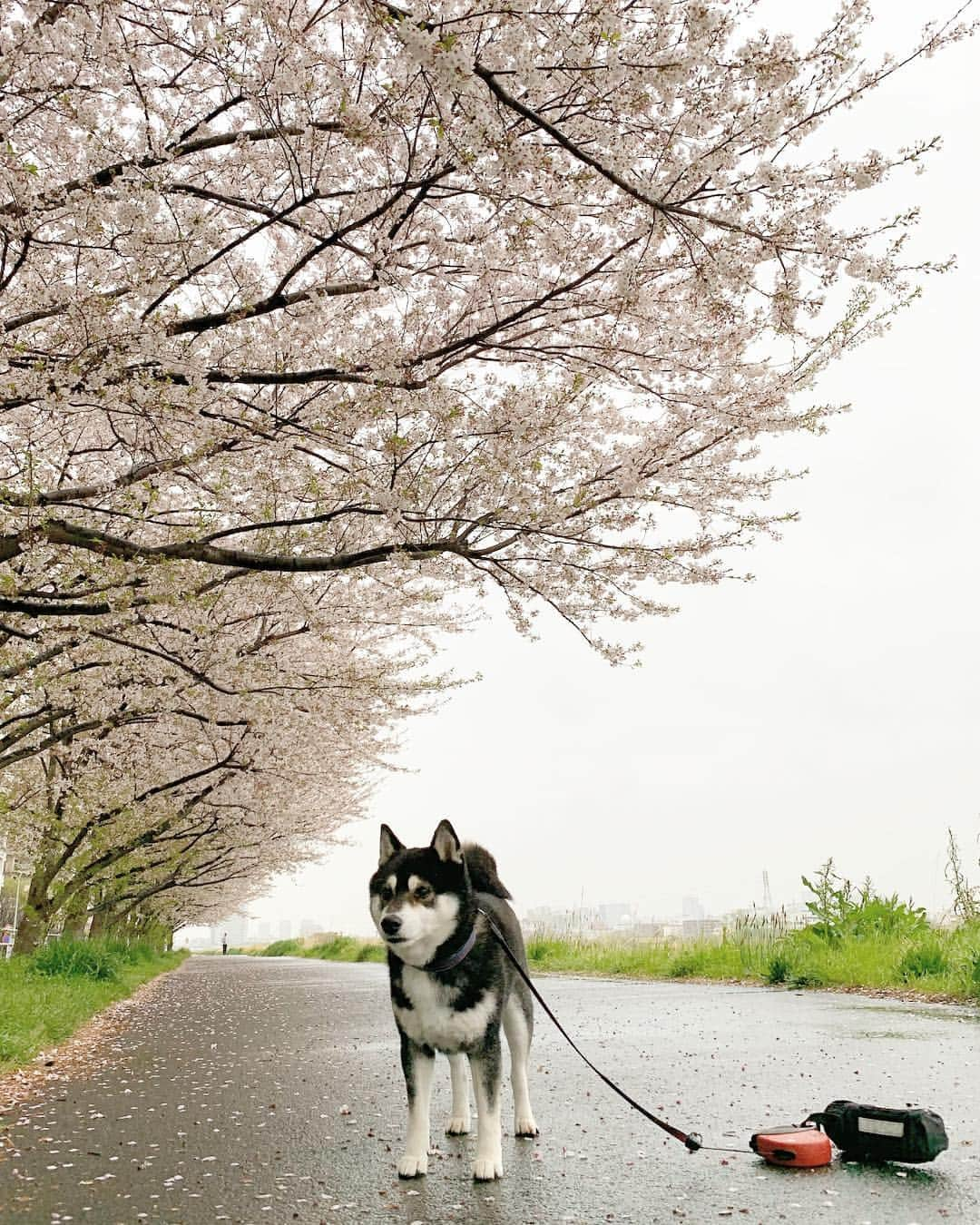 くろさんのインスタグラム写真 - (くろInstagram)「🌸雨んぽ☔️ #雨でも裸族 #ソメイヨシノ #cherryblossom  #柴犬と桜 #桜と柴犬 #黒柴と桜 #桜と黒柴 #kuroshiba #blackshiba #shibainu #shibastagram #instadog #dogstagram #柴犬 #黒柴 #日本犬 #和犬 #いぬら部 #ふわもこ部 #柴犬部 #モフモフ生命体 #柴犬のいる暮らし #わんこのいる暮らし #わんこのいる生活 #わんこと一緒 #わんダフォ #わんだふるjapan #🌸🐕」4月10日 6時13分 - m6bmw