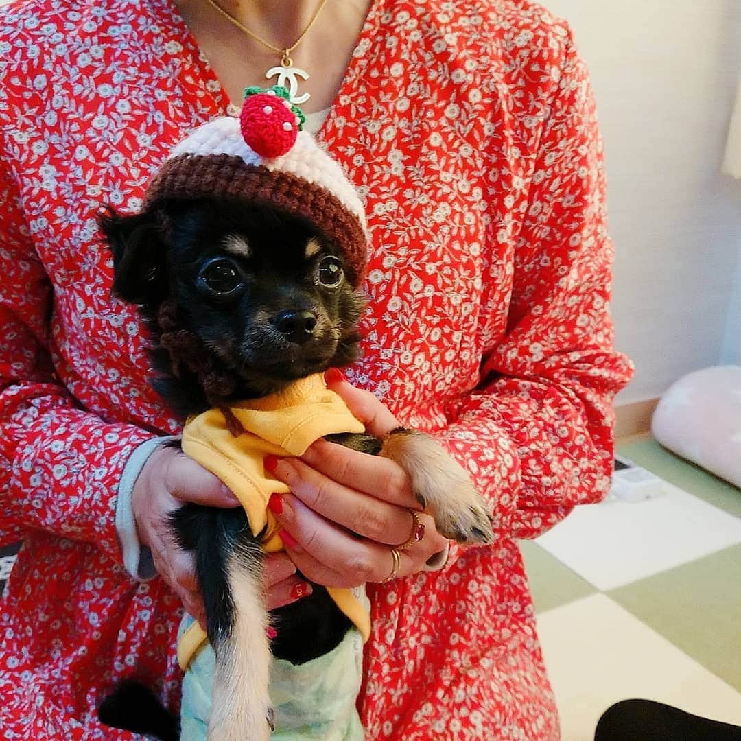 ピックさんのインスタグラム写真 - (ピックInstagram)「おはよー🐶🐾 ☂️だね‼️ 、 ☂️の中 とってもかわいいアポロピックちゃん、いらんかね～🐶 、 @himekochama みかさん編み編みしたんだって😃 🍓は違うけど、アポロかわいい❗から個別にpost , きらくんもとってもかわいいアポロに変身～ 、 どっちのアポロちゃんつまむかなー❤️ 、 #被り物 #アポロ  #いちご  #ちわわ  #パピー #愛知県 #instadog #ilovedog #dogstagram #west_dog_japan #all_dog_japan #todayswanko #inulog #coolangel #ミニチュアダックス #ミニチュアダックスフンド #イヌスタグラム #いぬすたぐらむ #犬 #だいすき #美容 #ダイエット #いぬドル #かわいい #シニア犬 #14歳 #ピック #モデル犬 #イケワン #わんわん小学校」4月10日 6時59分 - pick09040904