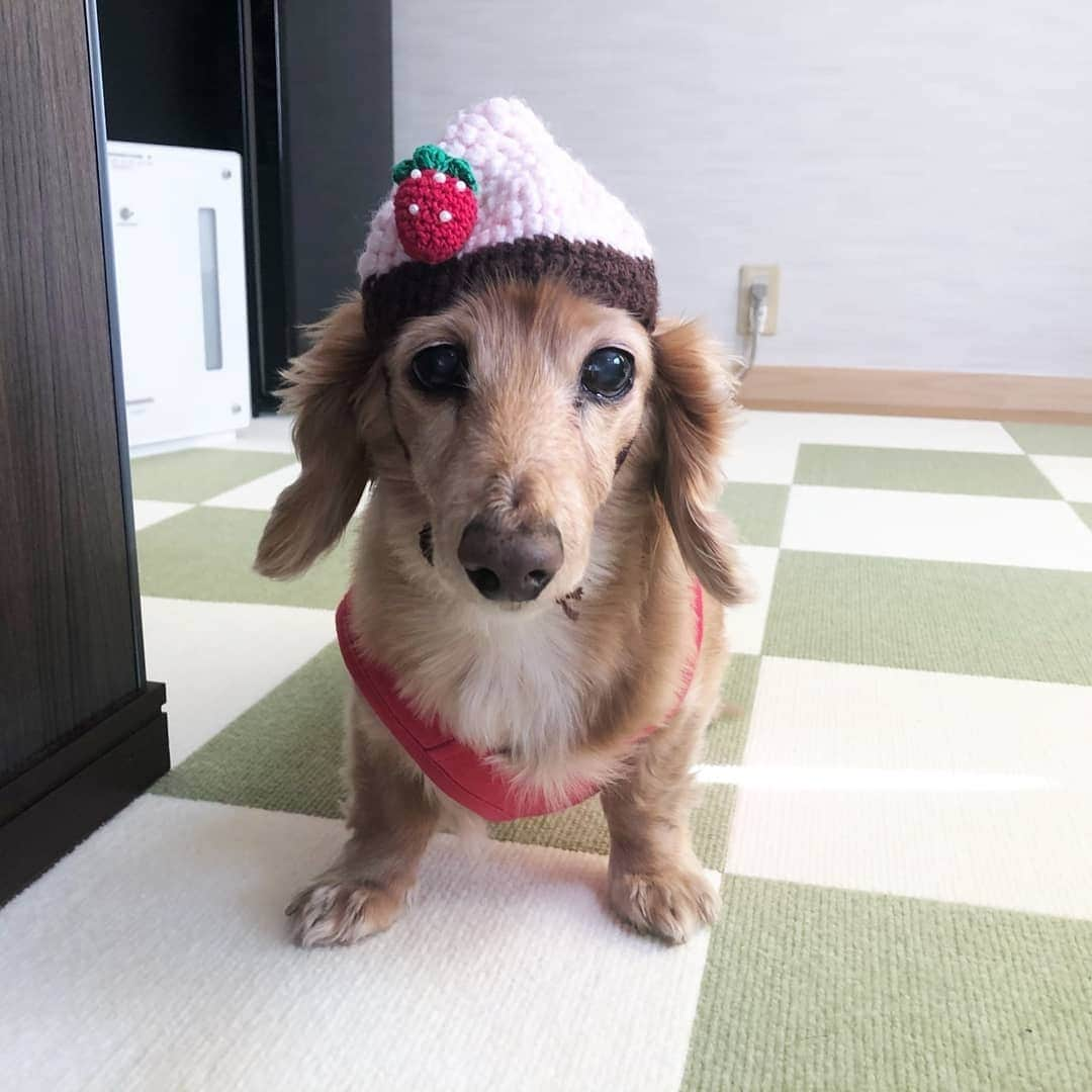 ピックさんのインスタグラム写真 - (ピックInstagram)「おはよー🐶🐾 ☂️だね‼️ 、 ☂️の中 とってもかわいいアポロピックちゃん、いらんかね～🐶 、 @himekochama みかさん編み編みしたんだって😃 🍓は違うけど、アポロかわいい❗から個別にpost , きらくんもとってもかわいいアポロに変身～ 、 どっちのアポロちゃんつまむかなー❤️ 、 #被り物 #アポロ  #いちご  #ちわわ  #パピー #愛知県 #instadog #ilovedog #dogstagram #west_dog_japan #all_dog_japan #todayswanko #inulog #coolangel #ミニチュアダックス #ミニチュアダックスフンド #イヌスタグラム #いぬすたぐらむ #犬 #だいすき #美容 #ダイエット #いぬドル #かわいい #シニア犬 #14歳 #ピック #モデル犬 #イケワン #わんわん小学校」4月10日 6時59分 - pick09040904