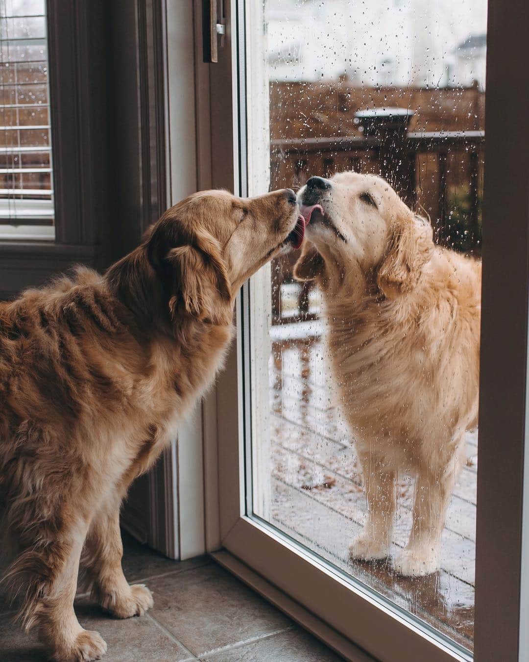 のインスタグラム：「“Rainy day kisses 😙☔️” writes @lizzie.bear  #dogsofinstagram」