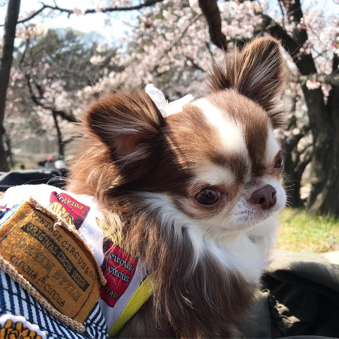 kayoさんのインスタグラム写真 - (kayoInstagram)「* * ポカポカ陽気で気持ちよかったね☺️🌸🌸🌸 * * Lychee💗🌸 * * #桜 #お花見 #この日も猫に間違われた😹 * #chihuahua#chihuahualove#dogstgram#dog#instadog#チワワ#チワワ大好き * *」4月10日 7時13分 - kayo063