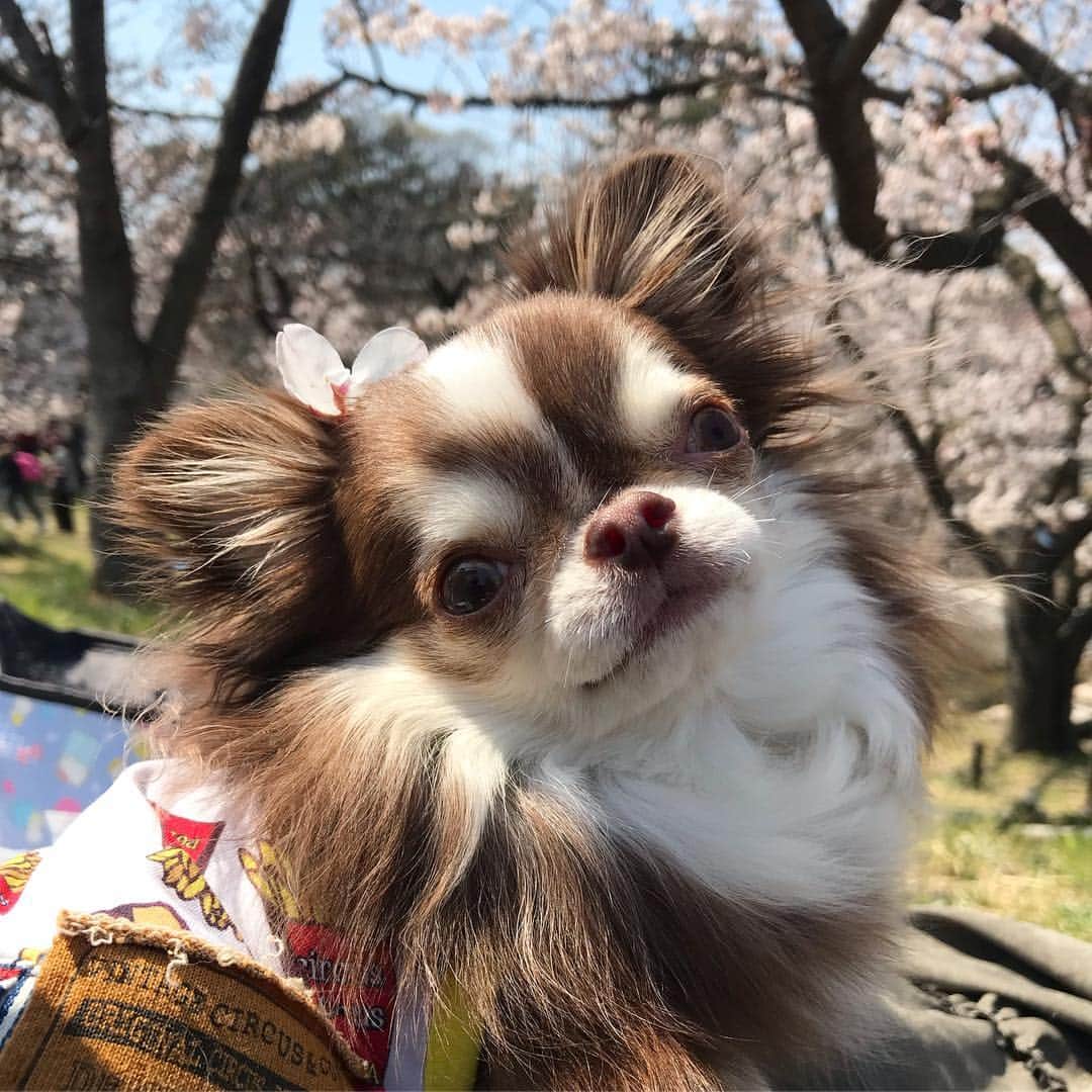 kayoさんのインスタグラム写真 - (kayoInstagram)「* * ポカポカ陽気で気持ちよかったね☺️🌸🌸🌸 * * Lychee💗🌸 * * #桜 #お花見 #この日も猫に間違われた😹 * #chihuahua#chihuahualove#dogstgram#dog#instadog#チワワ#チワワ大好き * *」4月10日 7時13分 - kayo063