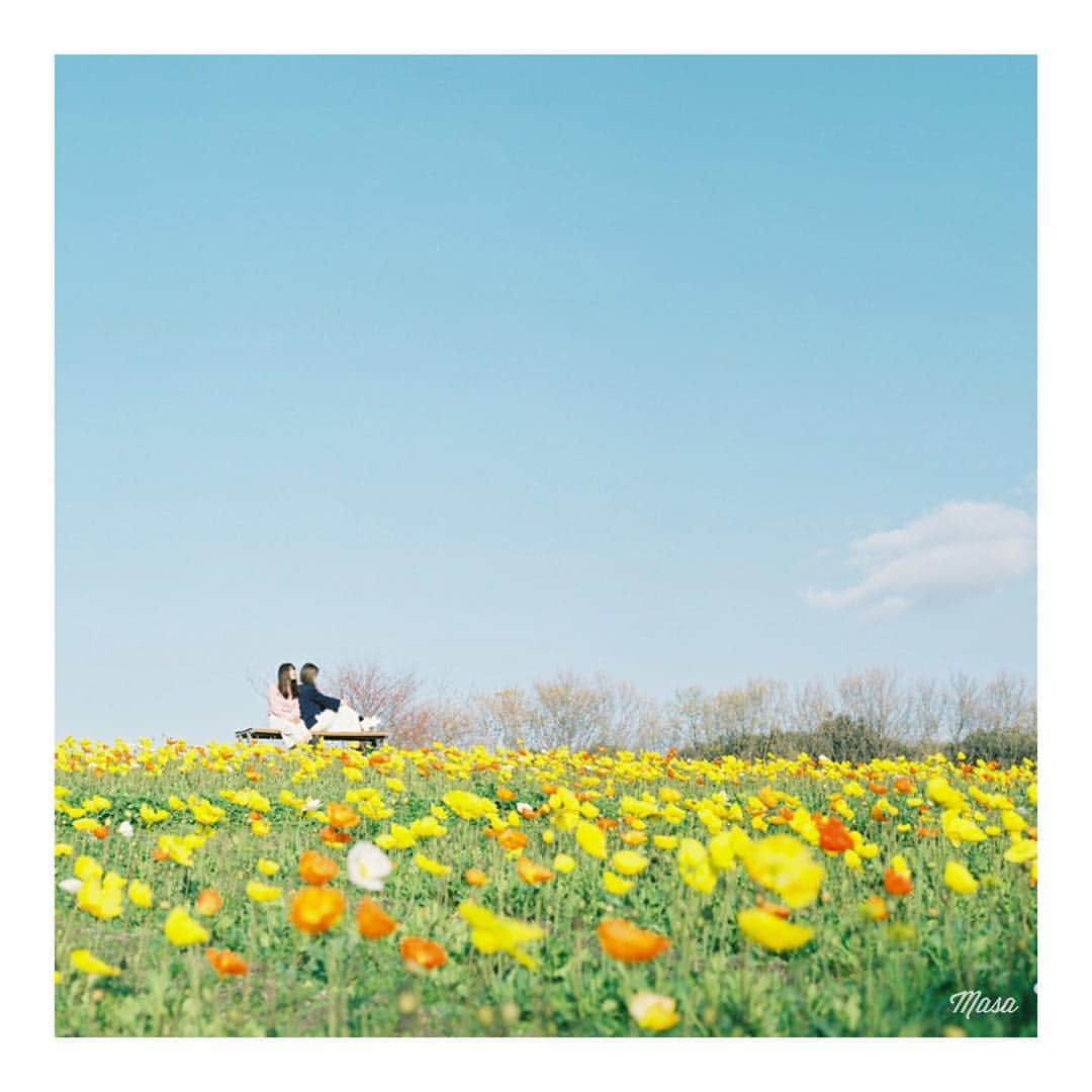 Masaさんのインスタグラム写真 - (MasaInstagram)「. . . 桜のフィルム待ち🎞 . . 毎年楽しみにしてた、万博花の丘のポピー 今年は花の丘が工事中ですよ👷‍♂️ 夏の花八景のエリアに咲かせてるみたいなので行く人は気をつけてください😌 . しかしまた寒くなりましたね☔️ . . 撮影日 : 2017年4月1日 . #まさペン #ヤマプリ #pentax6x7 #バケペン  #instagramjapan #igersjp #tokyocameraclub #film_com #impression_shots #art_of_japan_ #photogenic_jp #GPW_members_only #good_portraits_world #film_jp #film #フィルム #filmcamera #filmphotography #portrait #ポートレート #photogram_archive #todays_blue_collection #pof_ig #hibi_jp #青空 #ポピー #poppy #大阪 #万博 #万博記念公園」4月10日 7時33分 - masa_nikonist