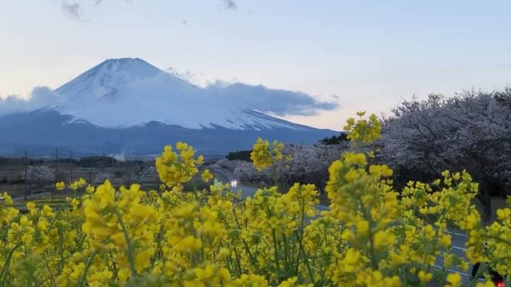 phantastic420のインスタグラム：「. 🤩🤩“Shizuoka” prefecture in Japan is a place where you can see the most “phantastic” Mt. Fuji🗻 in the world.🤩 #富士山 #mtfuji #japan #shizuoka #fujinomiya  #phantastic420photography #mostphantasticmtfuji #selamatpagi  #goodmorning  #おはようございます 😇😇😇😇😇😇😇🗻😇😇 これは昨日の夕方ですが、今朝はまさかの雪が降っております🤣どうせならもう少し下まで降ってくれると🌸と☃️コラボが撮れるのですが🤩」