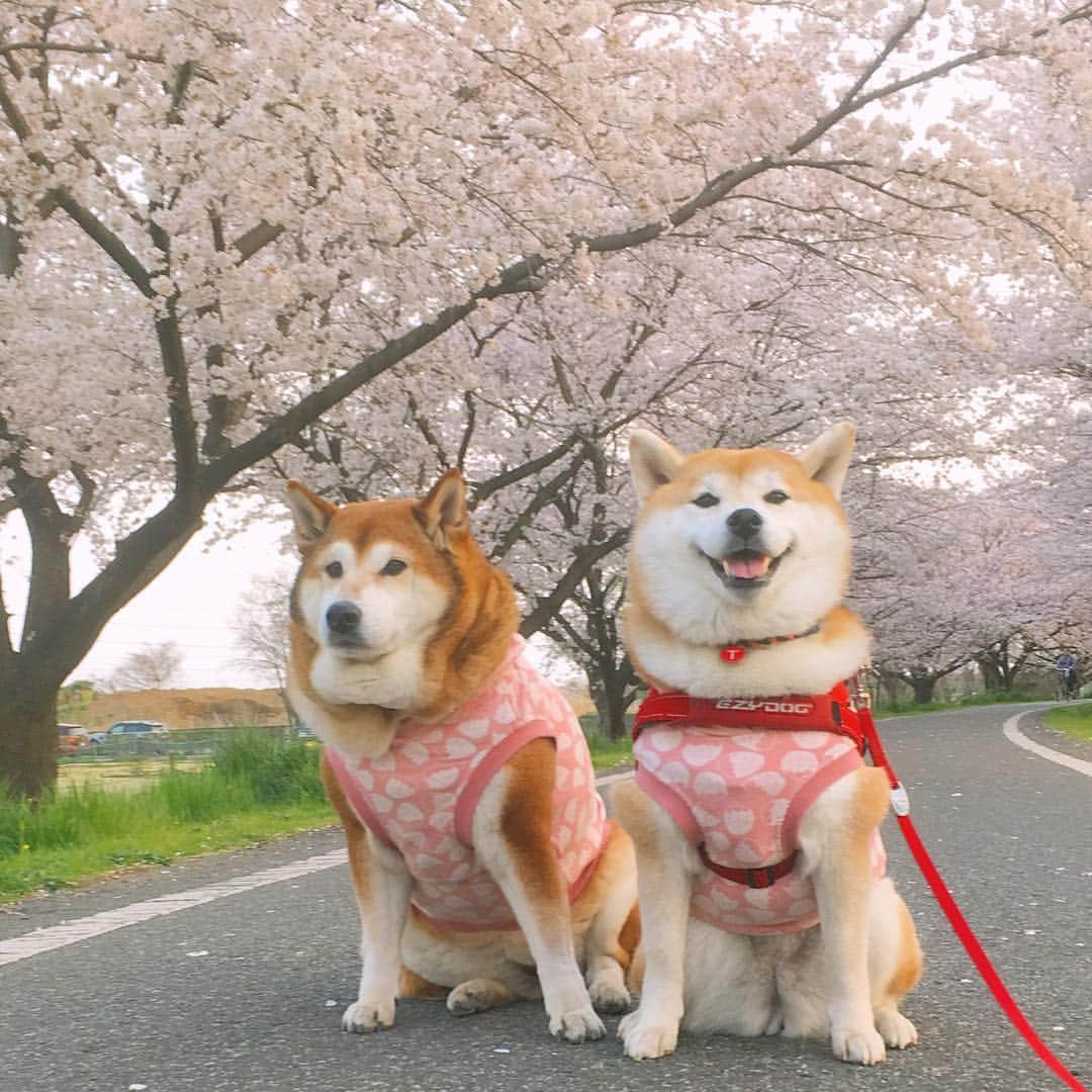 てんパパさんのインスタグラム写真 - (てんパパInstagram)「昼間暖かだった週末の夕暮れ時、くるみちゃんに満開の桜並木を案内してもらったよー。 先頭に立って歩いて、地元を積極的に紹介してくれたくるみちゃん、先輩に敬意を払いつつも⁈相変わらず偉そうなてんこ。 #お花見ハンター 2019 #くるてん #メゾンドクルミ #桜並木 #夕暮れ時 #桜色コーデ そこそこ#正しい遠近法」4月10日 7時51分 - tenchan.shiba