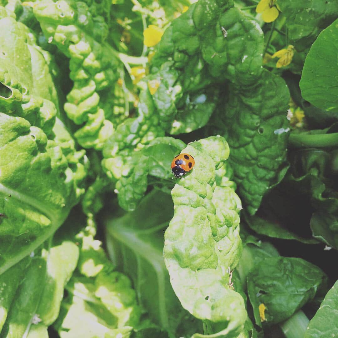 journaleatripさんのインスタグラム写真 - (journaleatripInstagram)「. ladybug . . . "自分は"と言わずに "綾町は"と 町の名前を主語で話し 自然農法ですか？ の質問に 方法ではなく 自然が育ててくれる畑の返答。 . 長年 養蚕業 で盛んな地域だった からこそ護られてきた元気な土の土地。 根っこから花まで。 誰かこの土を引き継いでくれないかなー。 すぐ農業ができるよ ほんものの。 とメッセージを頂く。 素晴らしかった。  #orgnicの町綾町 #白菜の花畑 #大根の花畑 #綾町」4月10日 7時46分 - eatripjournal