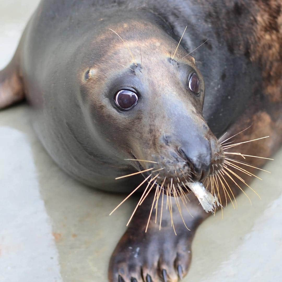 スミソニアン国立動物園さんのインスタグラム写真 - (スミソニアン国立動物園Instagram)「D.C.'s longest-running restaurant tasting event returns — and in 2019, it's more appetizing than ever. On Thursday, May 16, join us for ZooFari: Bite Night, a benefit for wildlife sponsored by GEICO. This glamorous evening features exotic animals, unforgettable entertainment and the best gourmet bites in the city. TIX: https://s.si.edu/2mUIayn. (Link in bio.) @fonznationalzoo」4月10日 7時46分 - smithsonianzoo