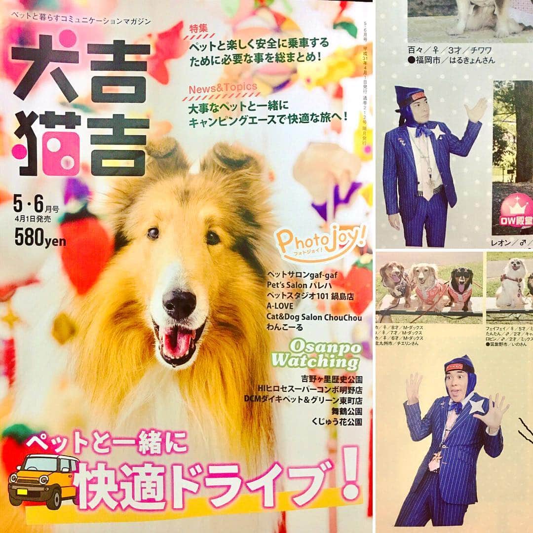 サラ忍マンさんのインスタグラム写真 - (サラ忍マンInstagram)「【犬吉猫吉×サラ忍マン】  九州のペット情報誌 ｢犬吉猫吉｣5・6月号が発売中！  拙者の分身がペットと共に誌面に潜んでおります！  是非お近くのコンビニで見つけて下さい！(ᵔᴥᵔ)にんにん♪ - -✴︎ -=✴︎ -=≡✴︎\(-_- )ﾋﾟｼｯ! #犬吉猫吉 #ペット #pet #情報誌 #magazine #公認 #キャラクター #dog #cat #忍者 #サラ忍マン #日本 #東京 #九州 #福岡 #本 #フォロー #フォローミー #ninja #japan #tokyo #fukuoka #dogs #cats #いぬ #犬 #ねこ #猫」4月10日 8時06分 - salaninman