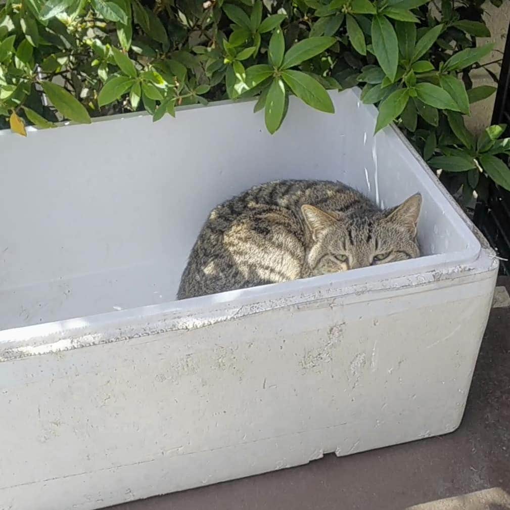 三宅裕子さんのインスタグラム写真 - (三宅裕子Instagram)「いつも実家のお庭で待ってくれてる #地域ねこ ちゃん。  この日は #日なたぼっこ 🌞 #猫ちゃん をみてるとのんびり、マイペースが一番だなぁっておもう💗  #いつもありがとう #癒し猫 #キジトラ #ねむそう #おしゃべり猫 #猫の手が好き」4月10日 8時08分 - yuko_miyake