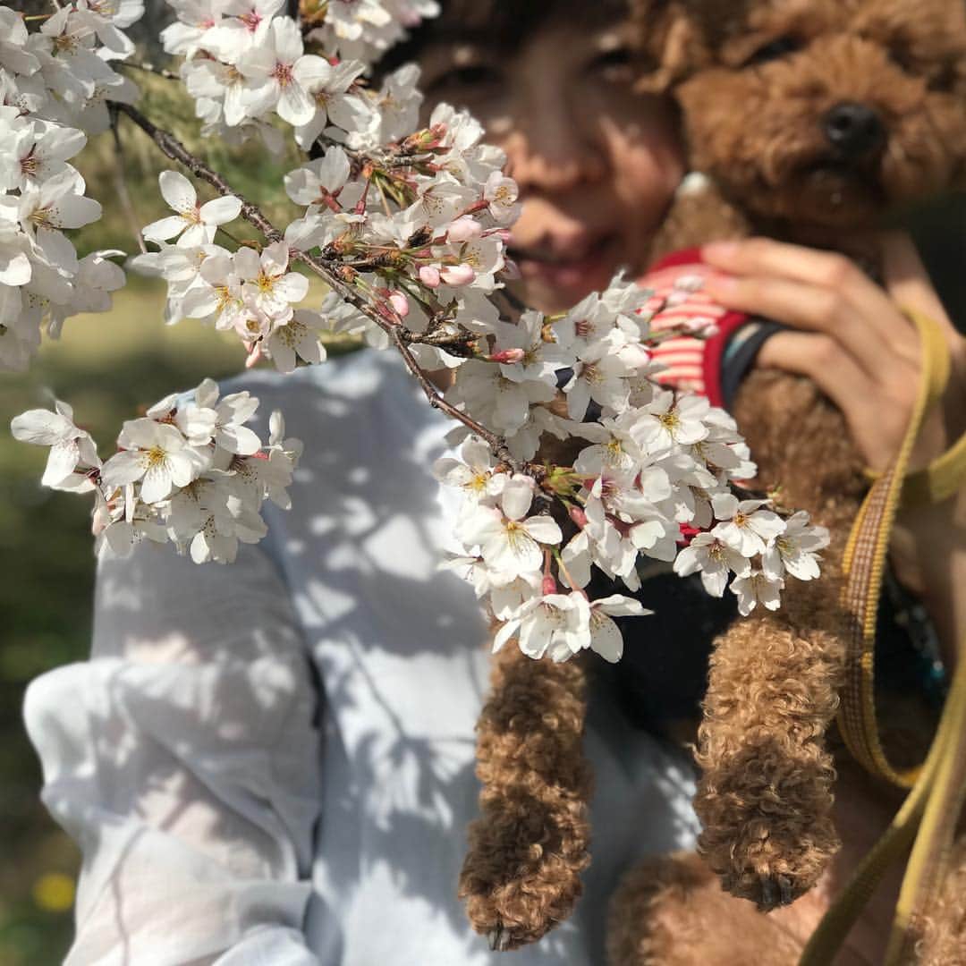 福田淳子さんのインスタグラム写真 - (福田淳子Instagram)「週末に平成最後の桜をふくちゃんとはぴと三人で。ふくちゃんの撮る写真はピントが桜。 ひらひらと舞う桜はとても美しくて夢みたいな世界。  #桜 #fukuhapidays  #赤いリュックがふくちゃんです」4月10日 8時08分 - junjunfukuda