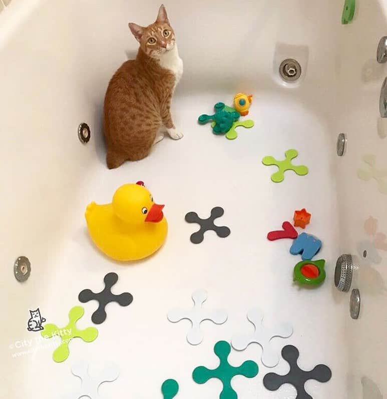 City the Kittyさんのインスタグラム写真 - (City the KittyInstagram)「Come on in. 😹 There’s room for both of us. #catbath #pawsneedclaws  www.citythekitty.org」4月10日 8時27分 - citythekitty