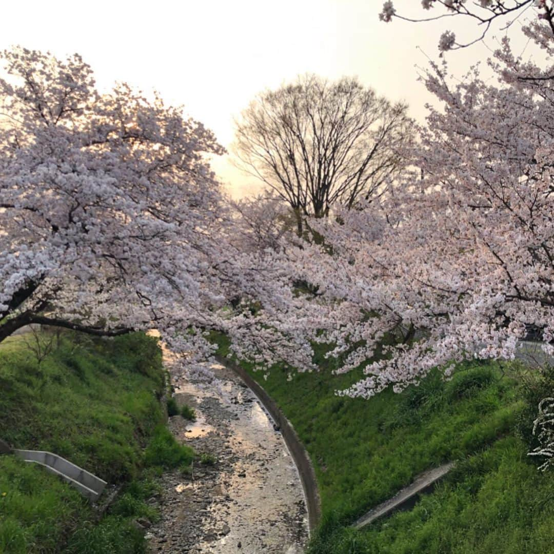 松井絵里奈さんのインスタグラム写真 - (松井絵里奈Instagram)「さくら🌸 春の訪れを感じます。 春は別れと出会いの季節。 出会ってきた人に感謝をし、 これから出会う人に 私と出会って良かったって思ってもらえる人になろう✨ ・ 先輩からよくしていただいた ご厚意は、「後輩に返してね♪」と教わってきました。 その時が今に来ているのかなと。 ・ 若い頃は、全てに受け身でしたが この歳になると、 ものすごい速さで過ぎていく時の流れに焦りさえも感じつつ、 キチンと今を生きて、 与えてきてもらった分、与えられる人になりたい。なるべきだと思います。 ・ さくらが咲き誇ると、その美しさに、ハッとします。 そして、美しく舞いに舞う姿に魅了されます。 ・ 「桜（サクラ）」の花言葉は 「精神の美」「優雅な女性」 八重桜の花言葉は 「おしとやか」「豊かな教養」 ・ そんな桜を故郷奈良で眺められている今に感謝でした。 #🌸 #四季#JAPAN #さくら #cherryblossom  #奈良 #nara #かしはらし#橿原市 #花言葉#女性#美しさ#儚い #お花が好き #お花が好きな人と繋がりたい  #松井絵里奈」4月10日 8時20分 - erina74xx