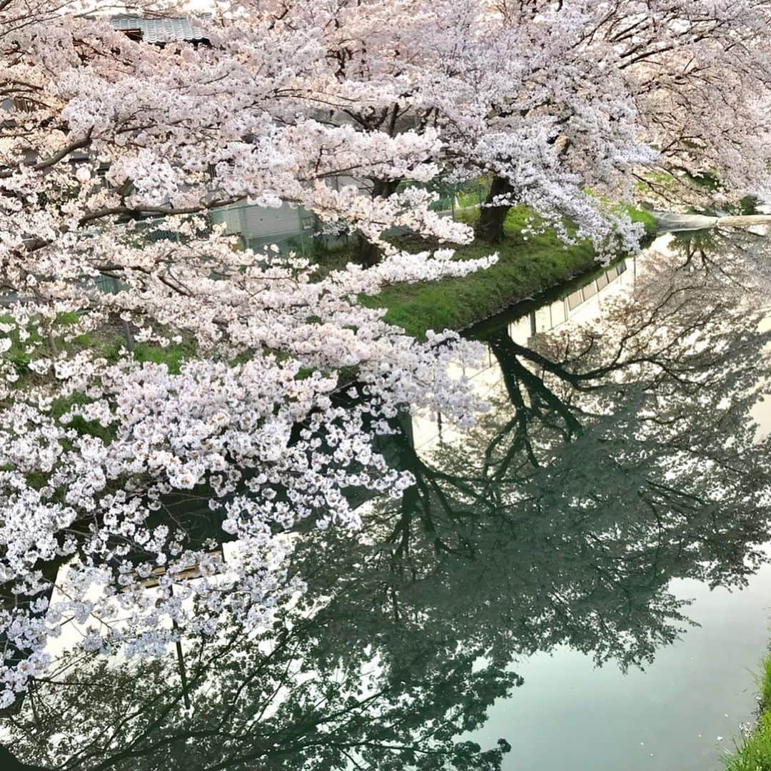 松井絵里奈さんのインスタグラム写真 - (松井絵里奈Instagram)「さくら🌸 春の訪れを感じます。 春は別れと出会いの季節。 出会ってきた人に感謝をし、 これから出会う人に 私と出会って良かったって思ってもらえる人になろう✨ ・ 先輩からよくしていただいた ご厚意は、「後輩に返してね♪」と教わってきました。 その時が今に来ているのかなと。 ・ 若い頃は、全てに受け身でしたが この歳になると、 ものすごい速さで過ぎていく時の流れに焦りさえも感じつつ、 キチンと今を生きて、 与えてきてもらった分、与えられる人になりたい。なるべきだと思います。 ・ さくらが咲き誇ると、その美しさに、ハッとします。 そして、美しく舞いに舞う姿に魅了されます。 ・ 「桜（サクラ）」の花言葉は 「精神の美」「優雅な女性」 八重桜の花言葉は 「おしとやか」「豊かな教養」 ・ そんな桜を故郷奈良で眺められている今に感謝でした。 #🌸 #四季#JAPAN #さくら #cherryblossom  #奈良 #nara #かしはらし#橿原市 #花言葉#女性#美しさ#儚い #お花が好き #お花が好きな人と繋がりたい  #松井絵里奈」4月10日 8時20分 - erina74xx