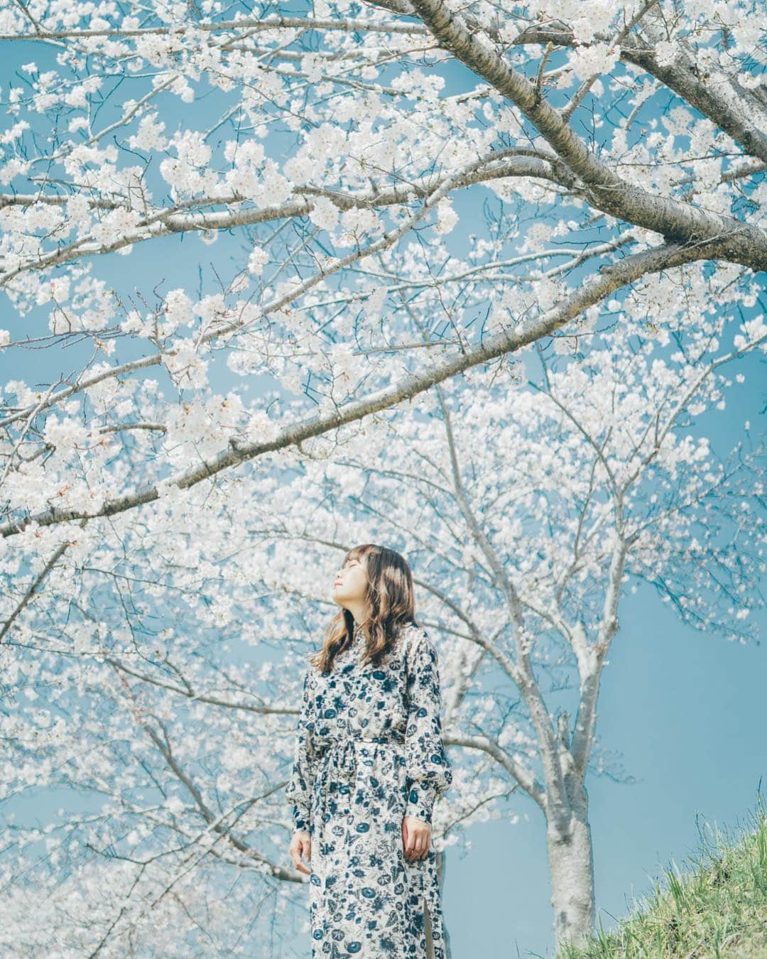 shinichi38さんのインスタグラム写真 - (shinichi38Instagram)「﻿ ﻿ ﻿ Sakura moment🌸」4月10日 8時23分 - shinichillout54
