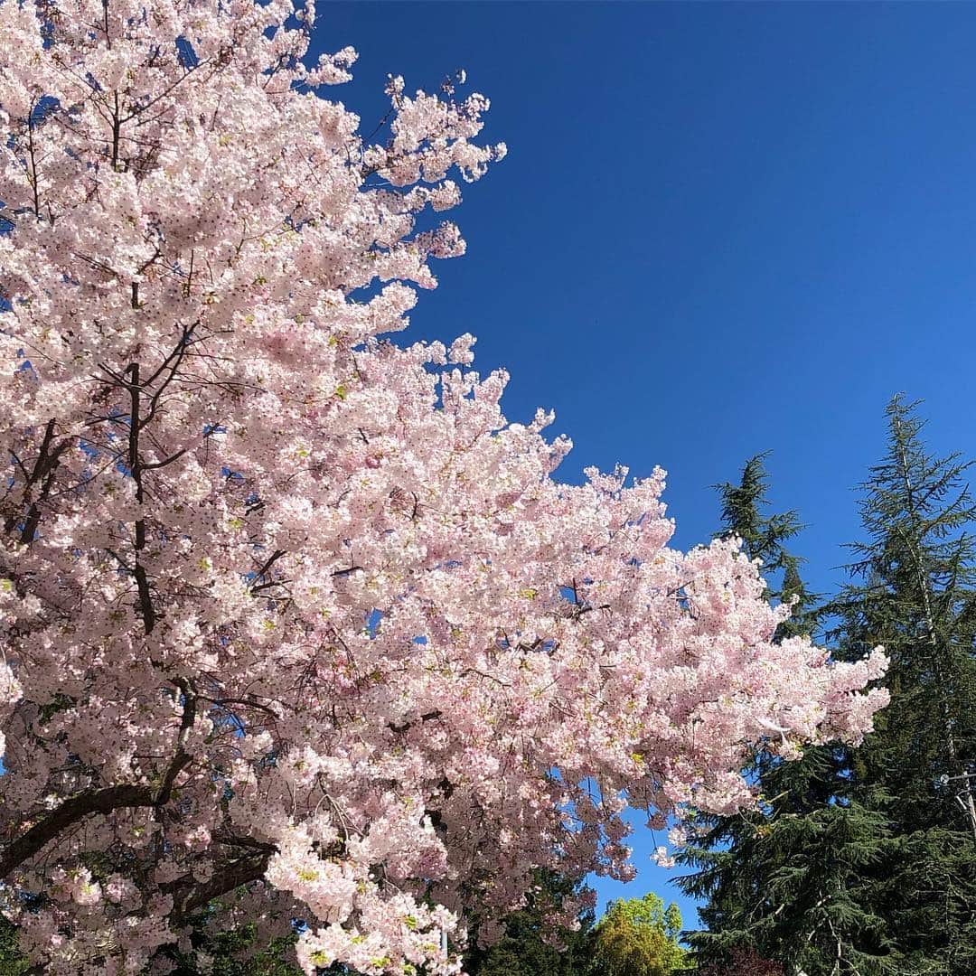 クリスティー・ヤマグチさんのインスタグラム写真 - (クリスティー・ヤマグチInstagram)「Glorious Sakura 🌸 #naturemoment」4月10日 8時23分 - kristiyamaguchi