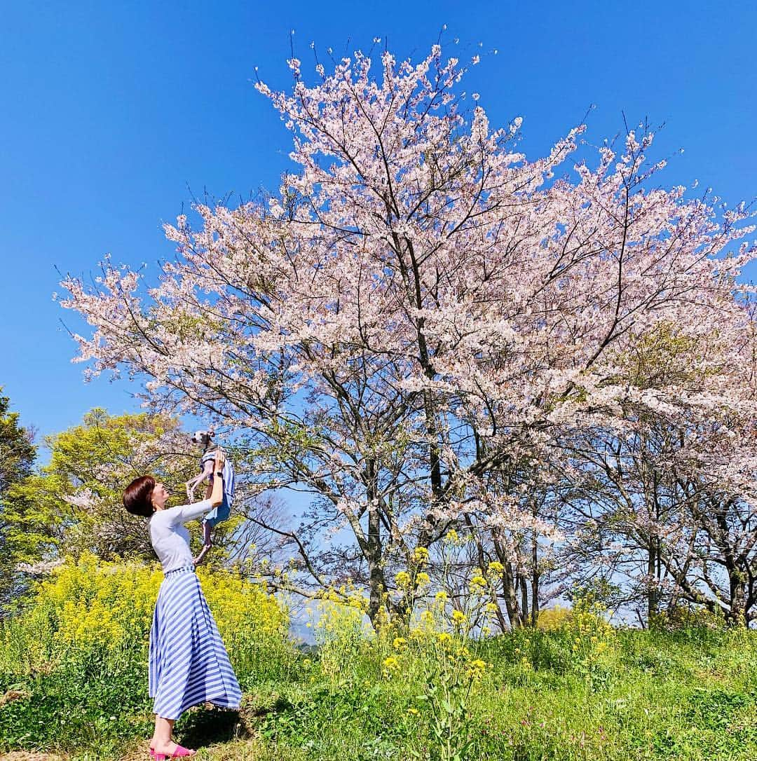 簑島宏美さんのインスタグラム写真 - (簑島宏美Instagram)「* ******** Happiness is like this🐶❤️🙆‍♀️ * 前回のpost、沢山の方からの温かいお言葉嬉しかったです😭💕 本当にありがとうございます🙇‍♀️❤️ 私はお仕事で福岡しか訪ねたことはなく、ハウルも初めての九州。お互い初めてのことだらけ。 でも、来てから優しい言葉ばかりかけて頂いています。 温かい人達に囲まれて、穏やかな日々を過ごせますように…☺️🌸 それにしても、本当に綺麗な景色が沢山です！✨🐕 ******** #イタグレ#イタリアングレーハウンド#italiangreyhound#dogstagram#イタグレとの暮らし#iggy#iggygram #iggylove#iggylife#いぬのいる暮らし#犬のいる暮らし#いぬバカ部#イタグレ服#iggysoftheworld #iggygram #iggysofinstagram #dogsofig #dogsofinstagram #プチプラコーデ #犬好きな人と繋がりたい#オシャレさんと繋がりたい#ハンドメイド#犬服ハンドメイド#リンクコーデ#大分県#oita#おんせん県#おんせん県おおいた#oita_pride #oitagram#oitaprefecture」4月10日 8時54分 - hiromiminoshima