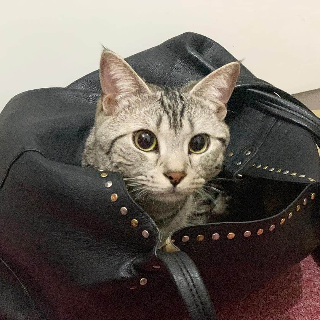 晴山由梨さんのインスタグラム写真 - (晴山由梨Instagram)「今日のソラ🐱 カバンに入るのが好きらしい👜 . #猫 #ねこ #ねこのいる暮らし #マンチカン #にゃんすたぐらむ #catsofinstagram #catstagram #goodmorning」4月10日 9時01分 - hareyama_yuri