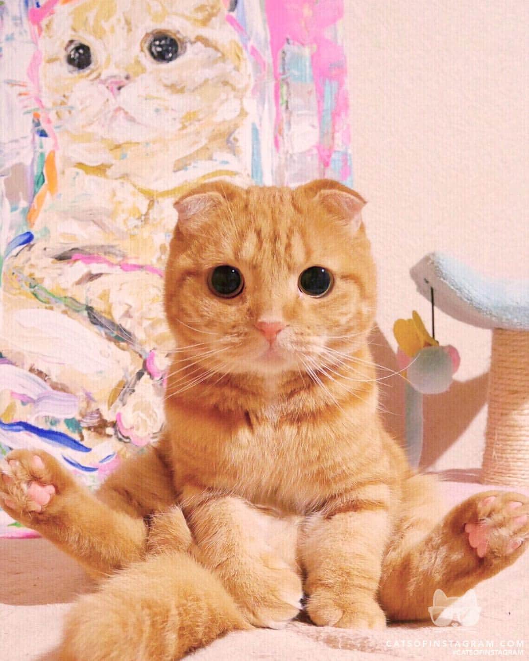 Cats of Instagramさんのインスタグラム写真 - (Cats of InstagramInstagram)「From @ashmiemu: “Same pose!🎨” #catsofinstagram」4月10日 8時59分 - cats_of_instagram
