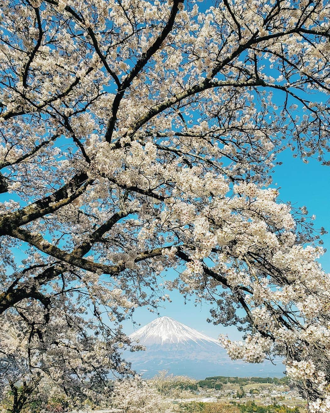 Galaxy Mobile Japanさんのインスタグラム写真 - (Galaxy Mobile JapanInstagram)「#フォトの日 にふさわしい、桜と富士山の共演。どこまでも美しいです。 📸#GalaxyNote9 #Noteのある生活 #withgalaxy Photo by @t.1972」4月10日 9時00分 - samsungjpn