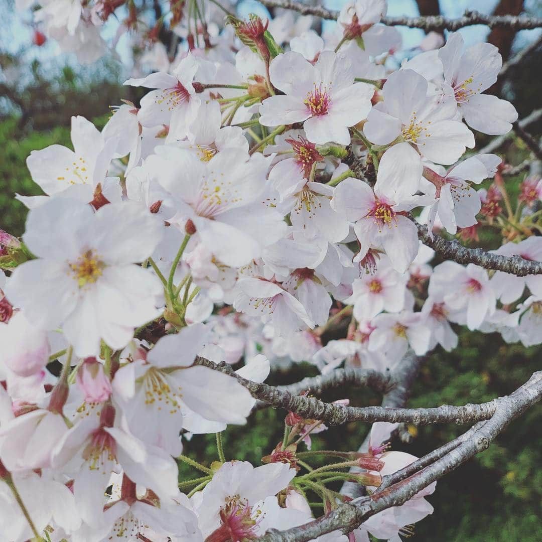 相川七瀬さんのインスタグラム写真 - (相川七瀬Instagram)「先日、大好きな 御団子屋さん🍡 カンコウテイへ。 美味しかった❤️🌸 #御団子 #カンコウテイ #桜満開🌸」4月10日 9時03分 - nanasecat