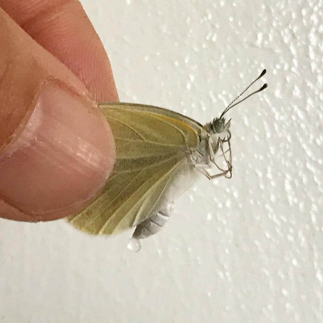 藤代冥砂さんのインスタグラム写真 - (藤代冥砂Instagram)「家の中で、蝶が羽化しているのを発見。 すぐに放つ。  #蝶の羽化 #羽化 #蝶 #沖縄」4月10日 9時05分 - meisafujishiro