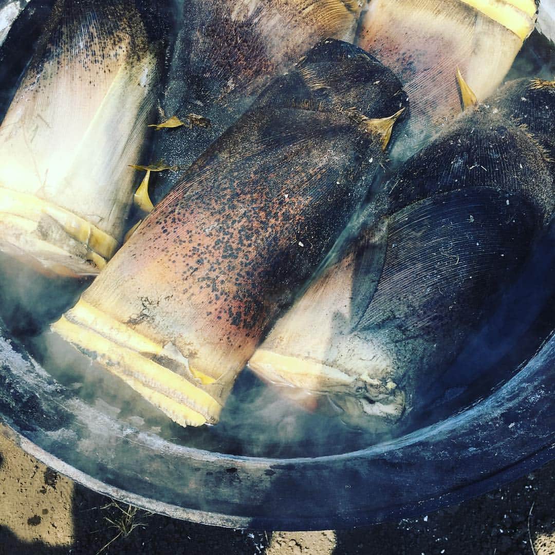 journaleatripさんのインスタグラム写真 - (journaleatripInstagram)「. . organic town . . . "ほんものセンター" 地域の農家さんが👩‍🌾 持ち寄る直売所。  昭和63年から続く 栽培規定は 土壌状態、 農薬散布の回数で金、銀、銅 で 区分され販売されている。 その名のとおり ほんものでした。 綾町。」4月10日 9時14分 - eatripjournal
