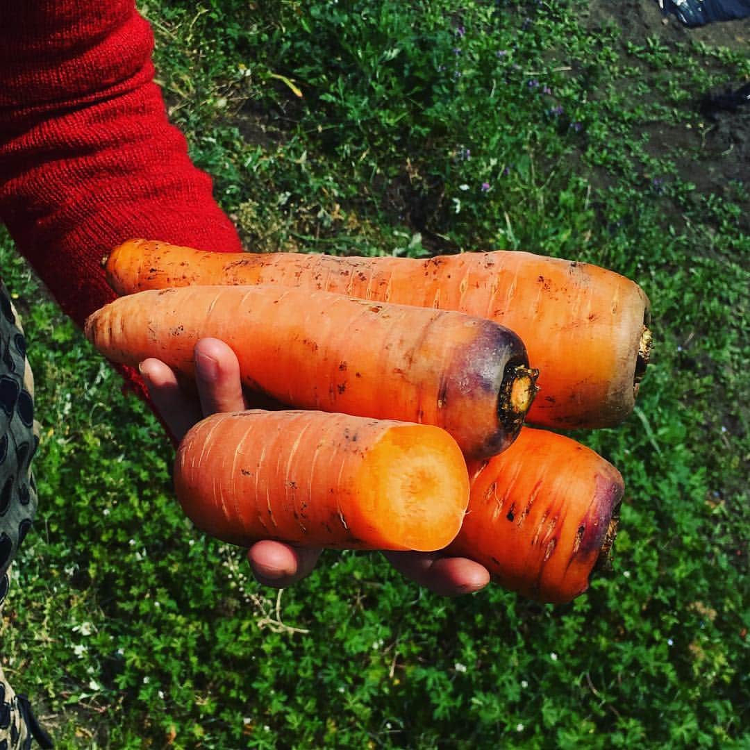 journaleatripさんのインスタグラム写真 - (journaleatripInstagram)「. . organic town . . . "ほんものセンター" 地域の農家さんが👩‍🌾 持ち寄る直売所。  昭和63年から続く 栽培規定は 土壌状態、 農薬散布の回数で金、銀、銅 で 区分され販売されている。 その名のとおり ほんものでした。 綾町。」4月10日 9時14分 - eatripjournal