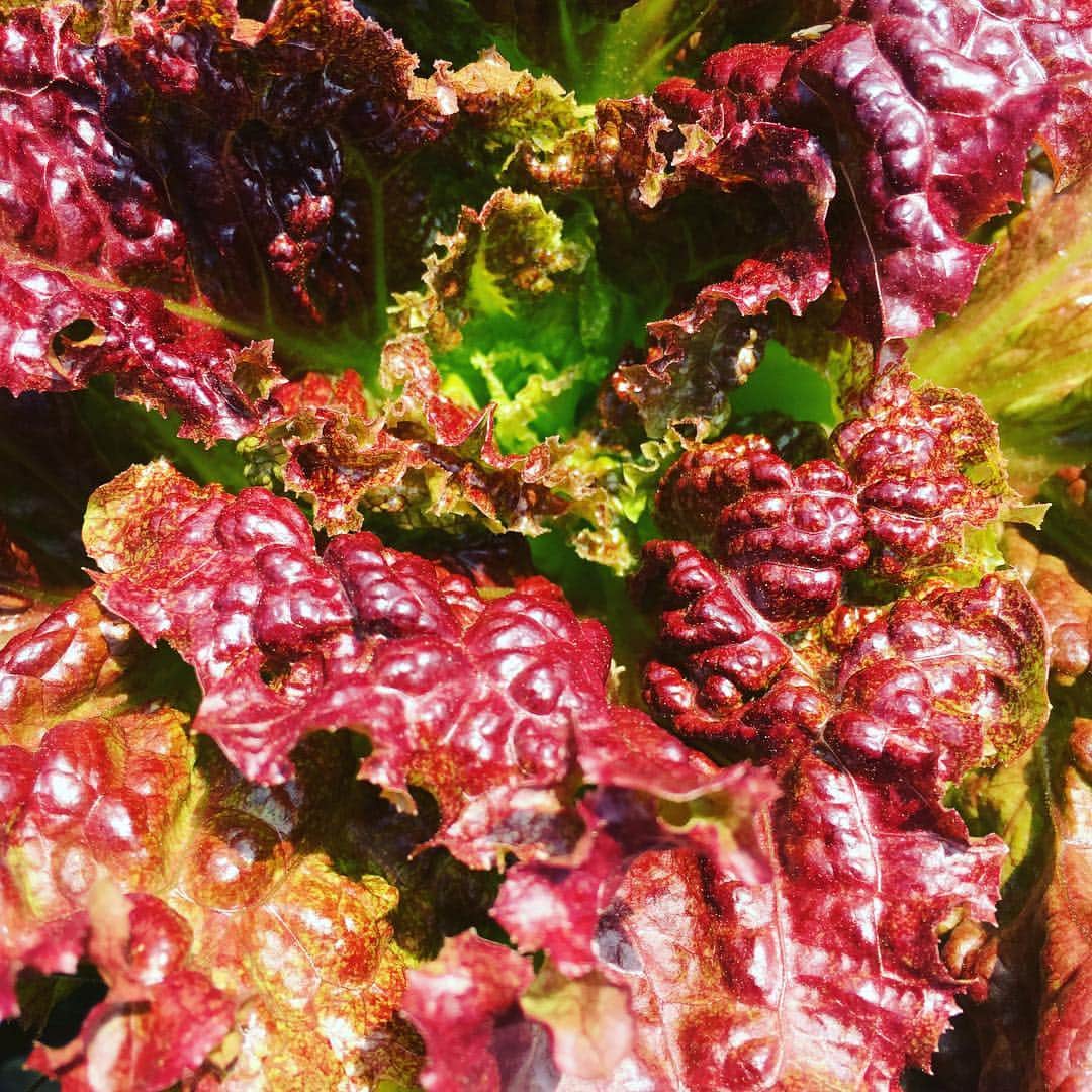 journaleatripさんのインスタグラム写真 - (journaleatripInstagram)「. . organic town . . . "ほんものセンター" 地域の農家さんが👩‍🌾 持ち寄る直売所。  昭和63年から続く 栽培規定は 土壌状態、 農薬散布の回数で金、銀、銅 で 区分され販売されている。 その名のとおり ほんものでした。 綾町。」4月10日 9時14分 - eatripjournal