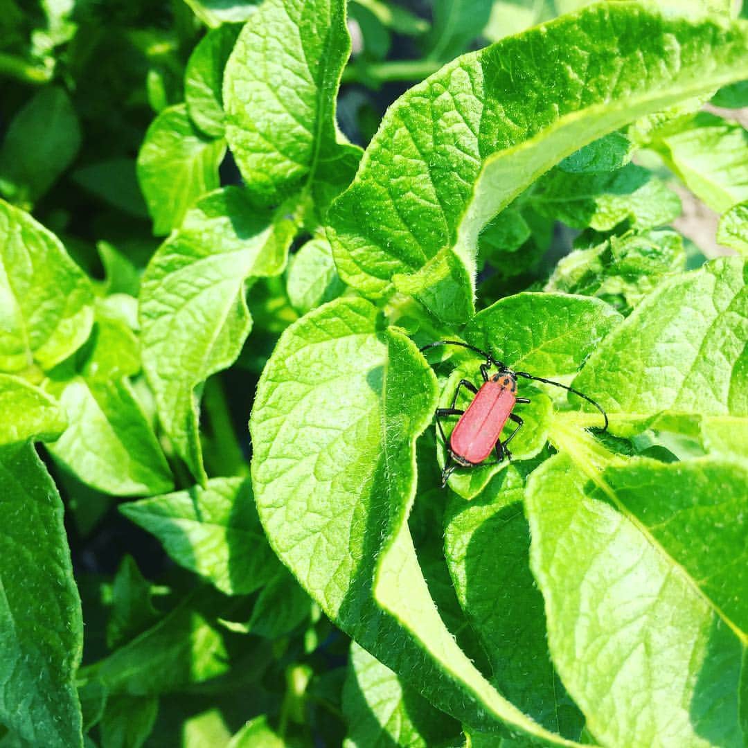 journaleatripさんのインスタグラム写真 - (journaleatripInstagram)「. . organic town . . . "ほんものセンター" 地域の農家さんが👩‍🌾 持ち寄る直売所。  昭和63年から続く 栽培規定は 土壌状態、 農薬散布の回数で金、銀、銅 で 区分され販売されている。 その名のとおり ほんものでした。 綾町。」4月10日 9時14分 - eatripjournal
