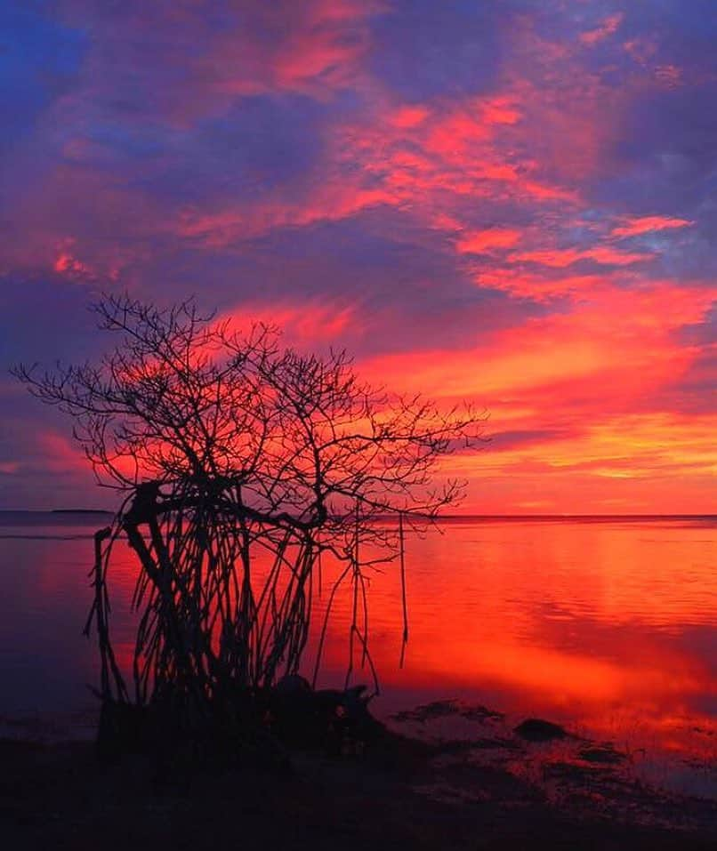 アメリカ内務省さんのインスタグラム写真 - (アメリカ内務省Instagram)「Grab your camera and get to Florida Keys National #WildlifeRefuge for a South #Florida #sunrise. The refuge is a great place to capture spectacular photos from scenic landscapes and ocean panoramas to Key deer, great white herons, alligators, butterflies and other wildlife. This subtropical wonderland is open year round and offers something for every nature photographer, beginners and experts. Photo by Kristie Killam, U.S. Fish and Wildlife Service (@usfws). #travel #usinterior」4月10日 9時15分 - usinterior