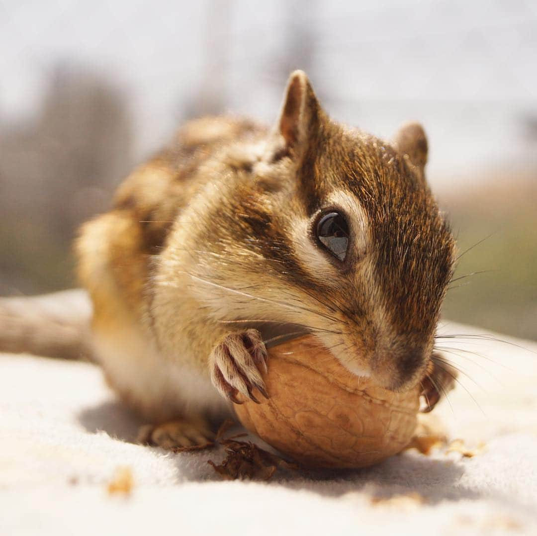 ビッケ & トッドさんのインスタグラム写真 - (ビッケ & トッドInstagram)「#Tod Yay! I got a walnut!  このクルミは誰にもあげないよ！  #シマリス展ー小さな野性と暮らすー は今週14日まで！入場料無料、グッズ販売は土日のみ #まるっと小動物展 も好評開催中 #chipmunk #シマリス」4月10日 9時28分 - bikke_the_chip