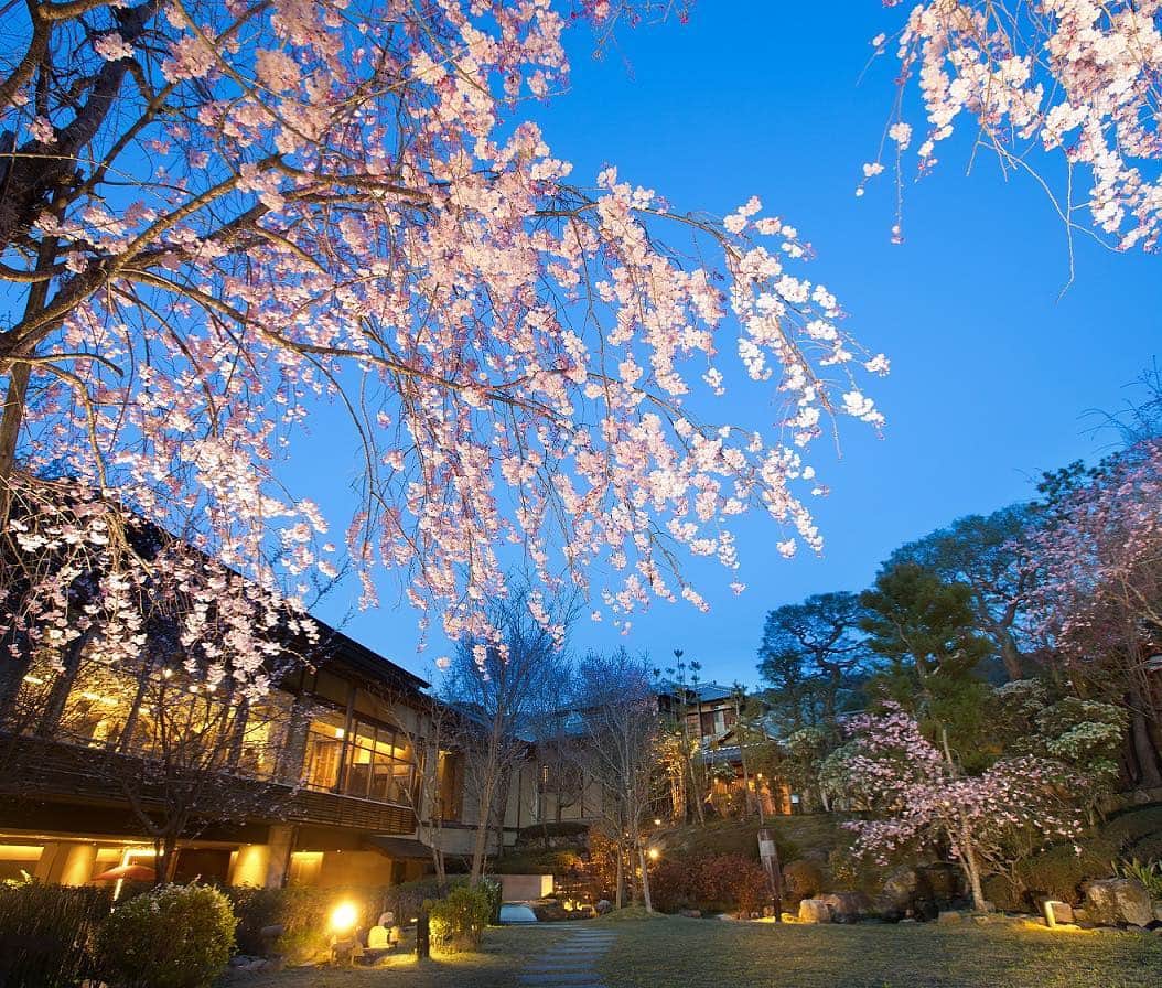 桜鶴苑のグルメインスタ