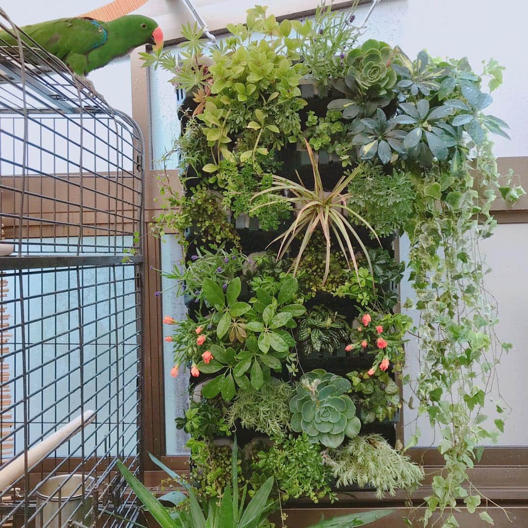 森泉さんのインスタグラム写真 - (森泉Instagram)「New idea for green 🌱 Keeps the temperature low in the summer too👏 by @yoshihide45」4月10日 9時26分 - izumi.mori