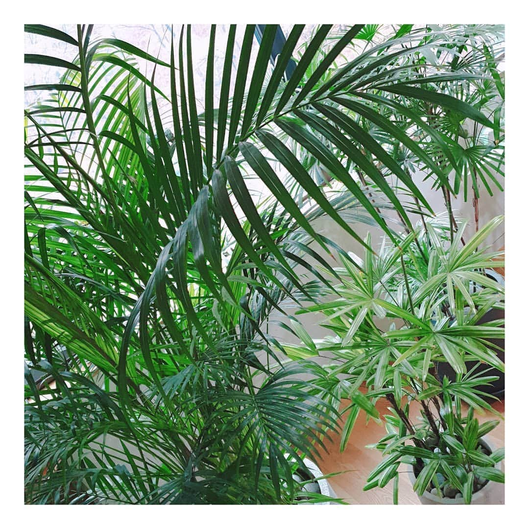 ソ・ユジンさんのインスタグラム写真 - (ソ・ユジンInstagram)「오늘도 잘 지내보자~~^^ 🌿 #아레카야자 🌴 #관음죽 #금산죽」4月10日 9時46分 - yujin_so