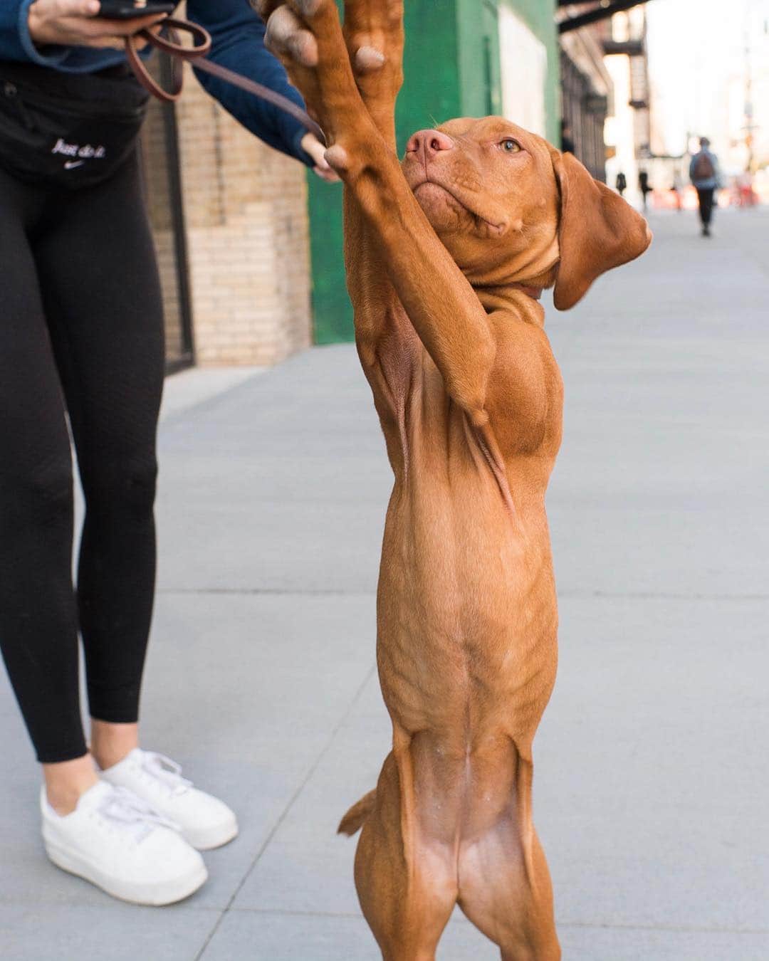 The Dogistさんのインスタグラム写真 - (The DogistInstagram)「Vestry, Vizsla (5 m/o), 13th & 9th Ave., New York, NY • “She goes and gets a roll of toilet paper and growls if I don’t take it from her.” @vestryvizsla」4月10日 9時40分 - thedogist