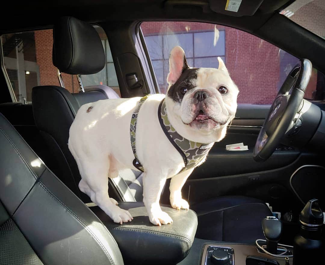 Manny The Frenchieのインスタグラム：「Fine Mom, you want to limit my treats...then I'm taking your car and running away to grandma's! She never says no to this face! 😜」