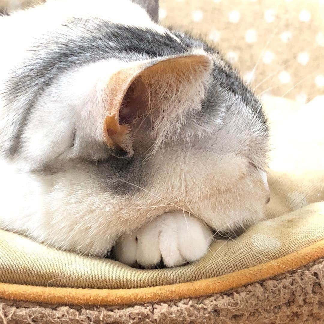 ホタテ＆クラム＆シラスのインスタグラム：「白クリームパン #cat #neko #ScottishFold #猫 #ねこ #スコティッシュフォールド #catstagram #instagram #instagramjapan #ig_japan #igersjp」