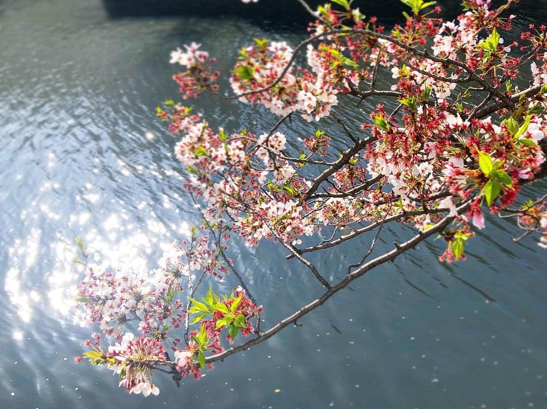 なーみさんのインスタグラム写真 - (なーみInstagram)「🌞 雨ですねぇ☔️ 地面が薄いぴんくの水玉模様🌸 。 桜ってね太陽に向かって大きく育つんだってぇ☺️ 川辺の桜たちは 水面に反射したキラキラな太陽を 太陽と間違えて伸びて行くんだって✨ 。 可愛いなって思ったよ😚🌸 。 今年の桜も変わらず綺麗で 空に舞う花びらは優雅に踊るようで 思わず口元が緩むよね☺️ 。 。 来年も変わらず綺麗でしょうが、 も少しゆっくりしてってよー😆 。 。 な、お寝坊もーにんぐ🤗 おやすみで良かったぁ〜☔️ 。 。 ゆ〜っくり、しよう。 。 。 #さくらも太陽が好き」4月10日 9時52分 - nnnamiiii