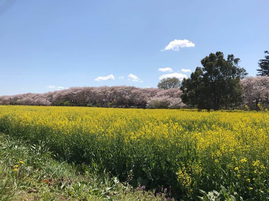 大湖せしるさんのインスタグラム写真 - (大湖せしるInstagram)「桜、 今年もたくさん魅れました 今日の雨で消え去っちゃうかな ・ 儚いから美しい ・ この美しさを愛でるために また１年頑張ろう ・ ありがとう また会おうね。。。❀︎ ・ #桜 #さくら #sakura #cherryblossom」4月10日 10時02分 - cecile_daigo