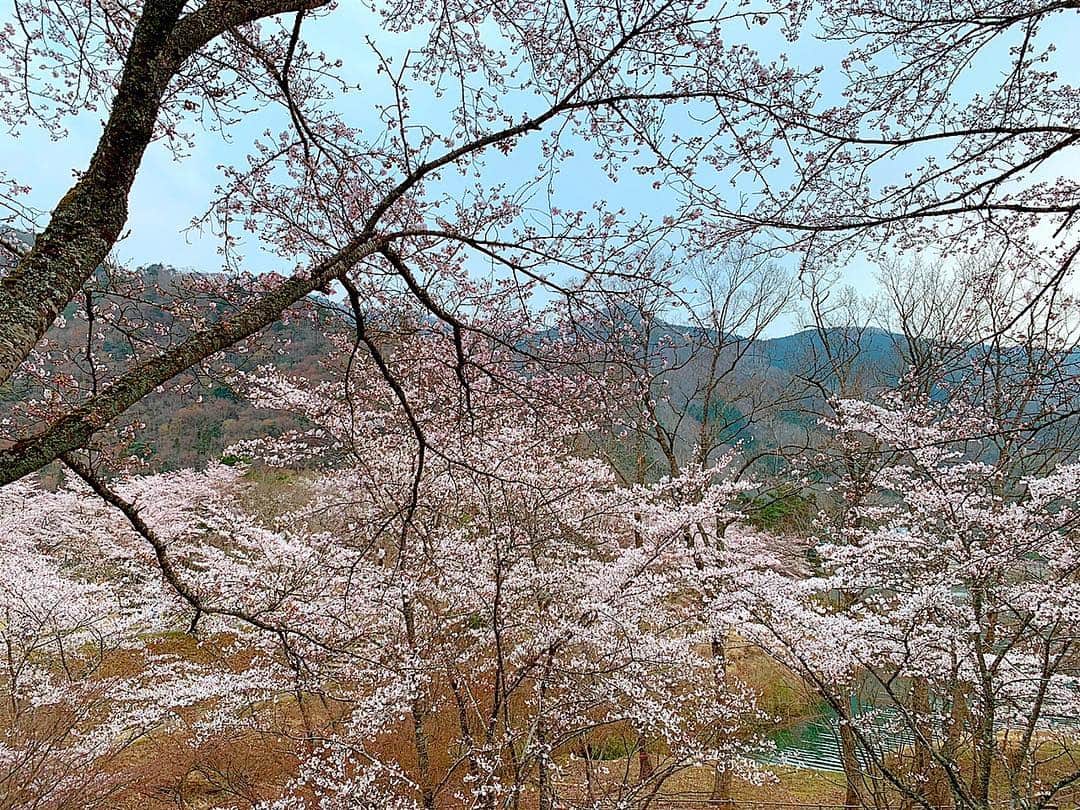 百合華さんのインスタグラム写真 - (百合華Instagram)「京都美山の大野ダムで開催されている『🌸桜祭り🌸』にみんなで遊びに行ってきたよ🎶  炊き出しで並んでみたりお師匠様のたこ焼き屋さんで遊んでみたり💕  満開の桜の樹木さん達に優しく見護られながら、まったりわちゃわちゃお花見を満喫出来ました🥰🥰🥰🥰🥰🥰 #京都 #美山 #美山町  #南丹市  #大野ダム #由良川 #一級河川 #桜祭り #桜 #cherryblossom  #満開  #お花見 #満喫」4月10日 9時59分 - yurika.lovelily