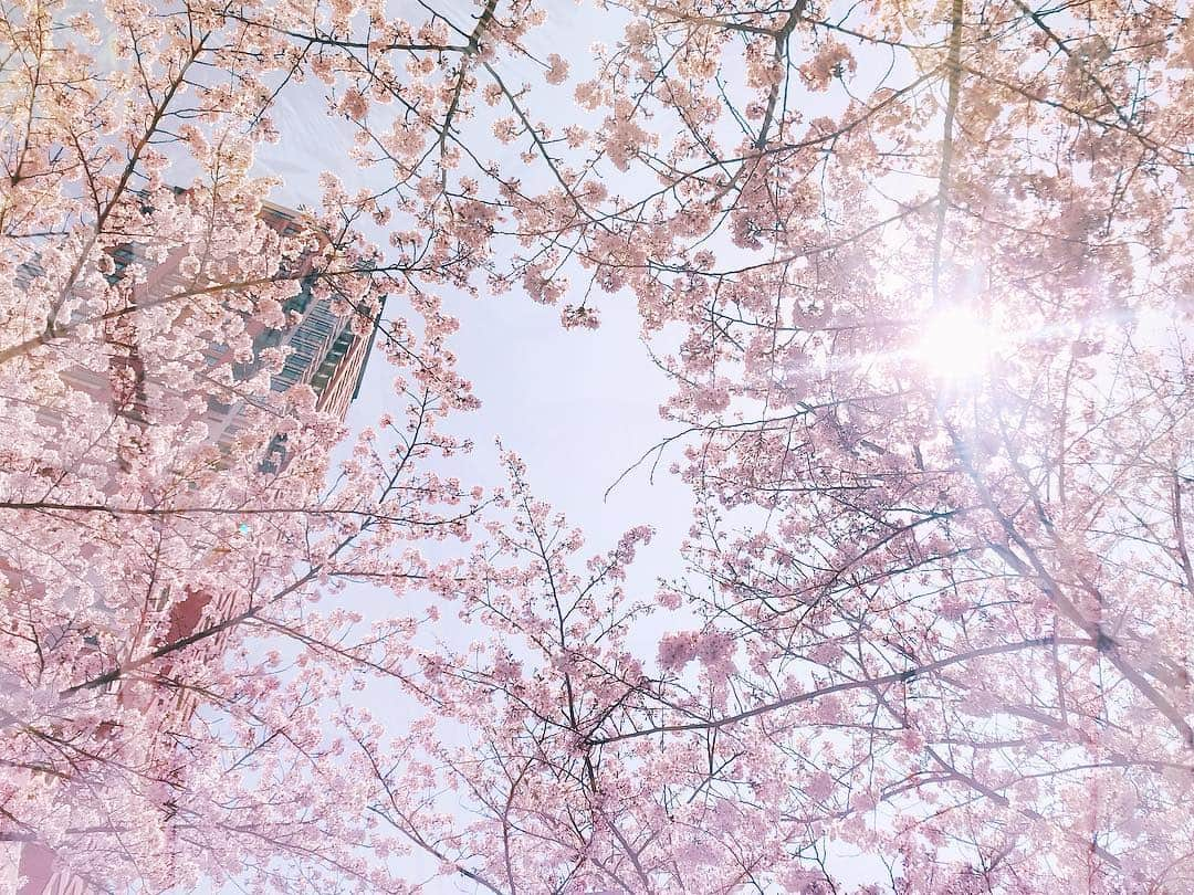 木南清香さんのインスタグラム写真 - (木南清香Instagram)「おはようございます🌸☔️ ・ ・ 東京、雪が降る予報⛄️ 桜、散っちゃうね。 皆さま、暖かくしてお過ごしください☕️ ・ #☔️ #おはようございます いつかの、#さくら 🌸 #LesMisérables #舞台稽古 #いってきます #🇫🇷」4月10日 10時12分 - kinami_sayaka