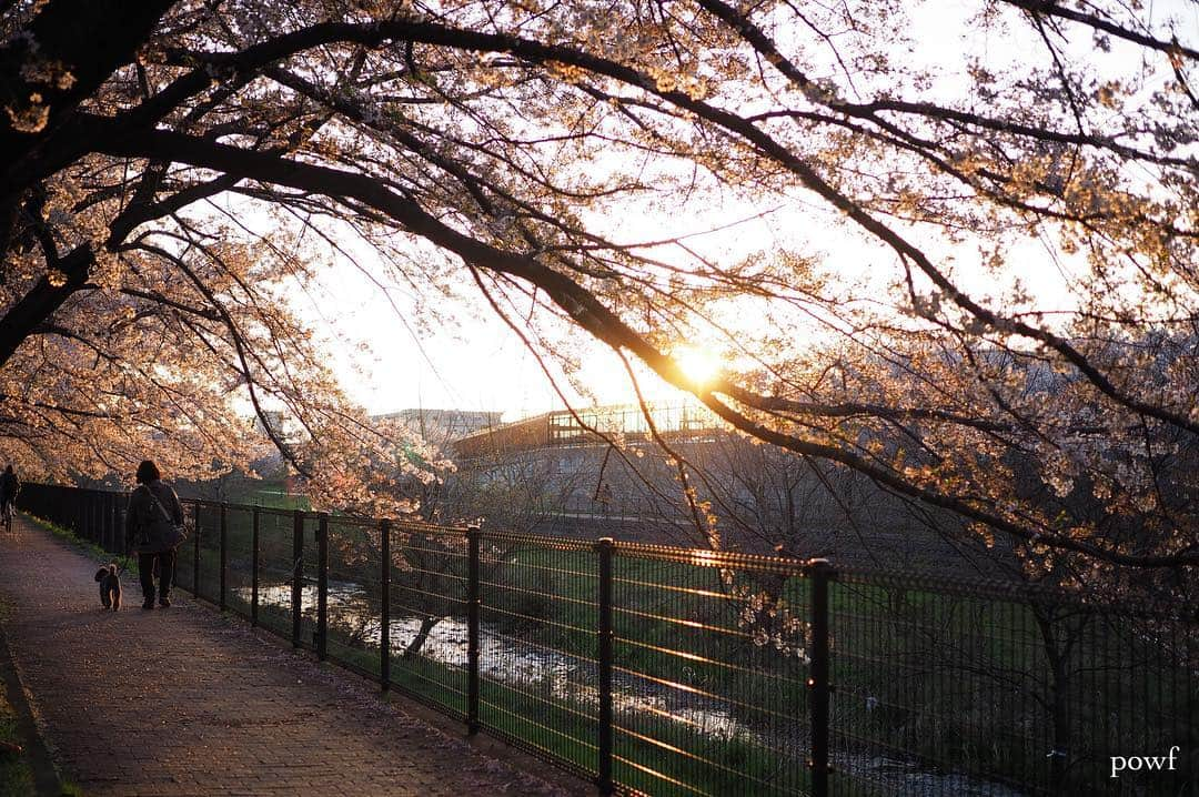 anemone_69さんのインスタグラム写真 - (anemone_69Instagram)「. . ⋆*❀*⋆ฺ｡* . . #sunset #夕日 . #ソメイヨシノ #染井吉野 #sakura #サクラ #桜 #cherryblossom . . .」4月10日 10時18分 - powf