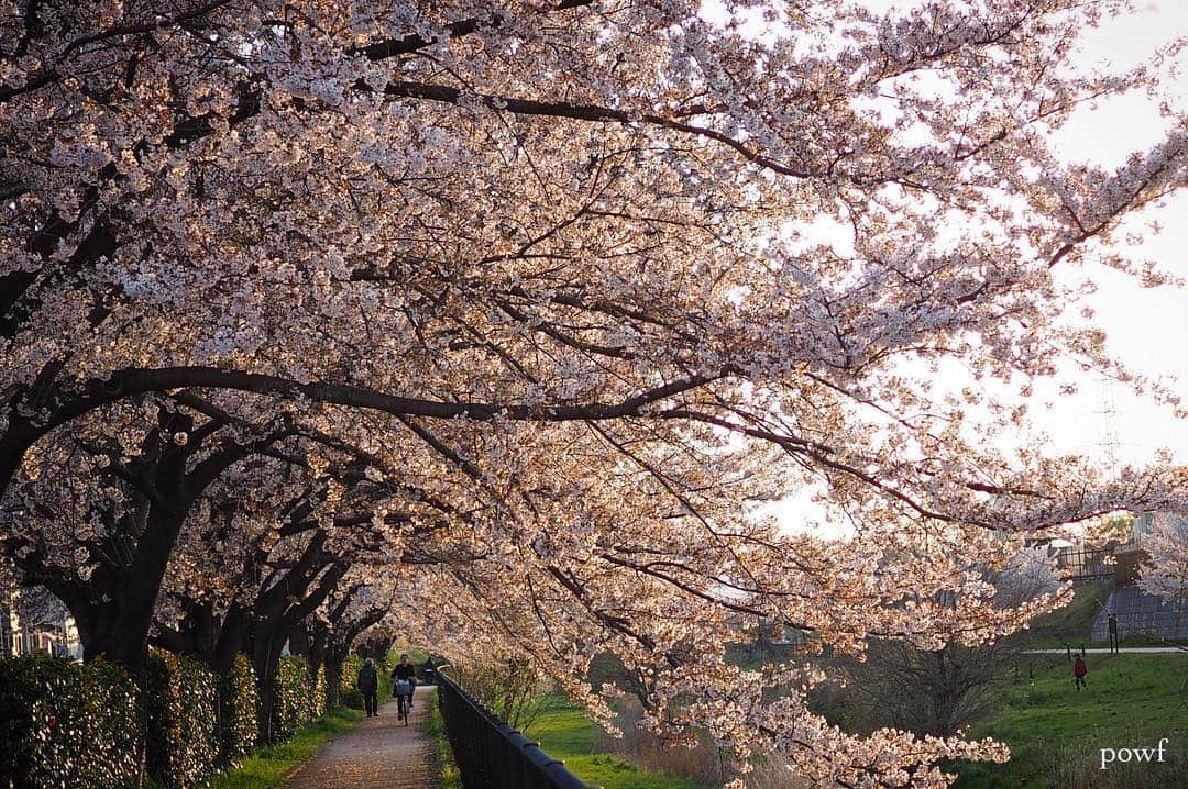 anemone_69のインスタグラム：「. . ⋆*❀*⋆ฺ｡* . . #sunset #夕日 . #ソメイヨシノ #染井吉野 #sakura #サクラ #桜 #cherryblossom . . .」